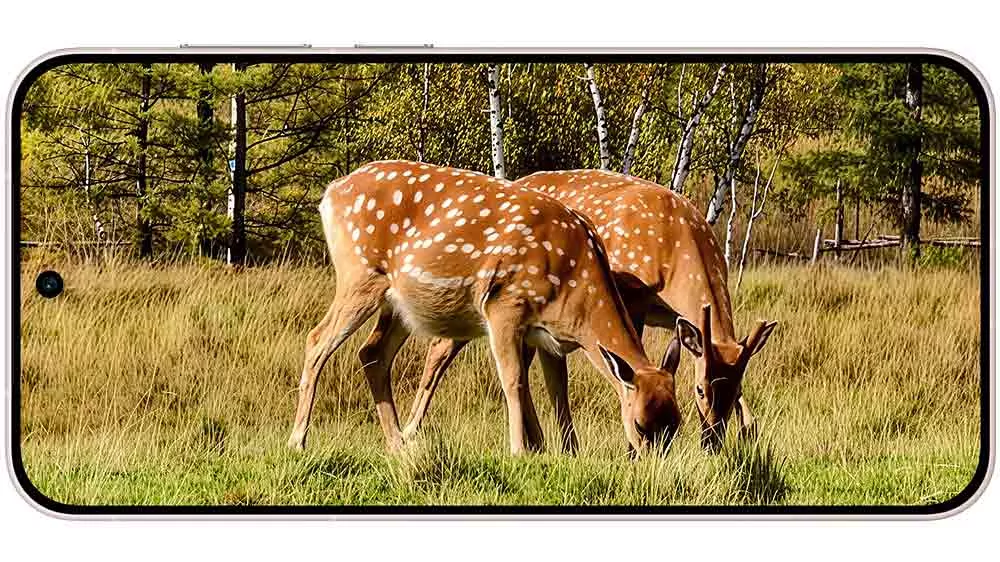 Zvířata na dokonale zaostřeném displeji telefonu_03