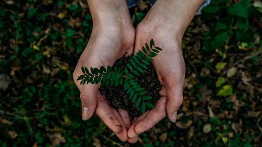 Zelená rostlinka v ruce_02