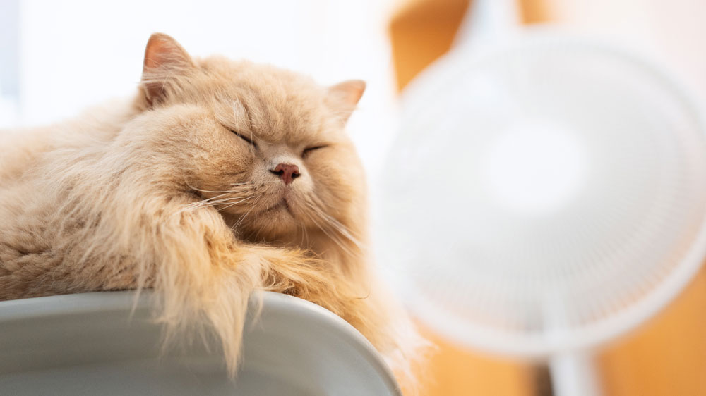 Kočka odpoč&iacute;v&aacute; u ventil&aacute;toru G3Ferrari G5004501 Espero_02