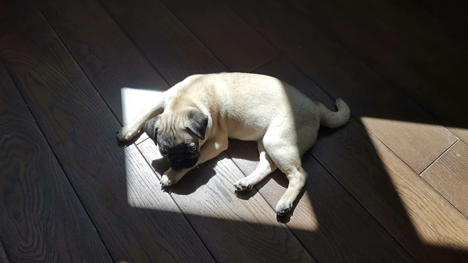 Pes na čist&eacute; podlaze