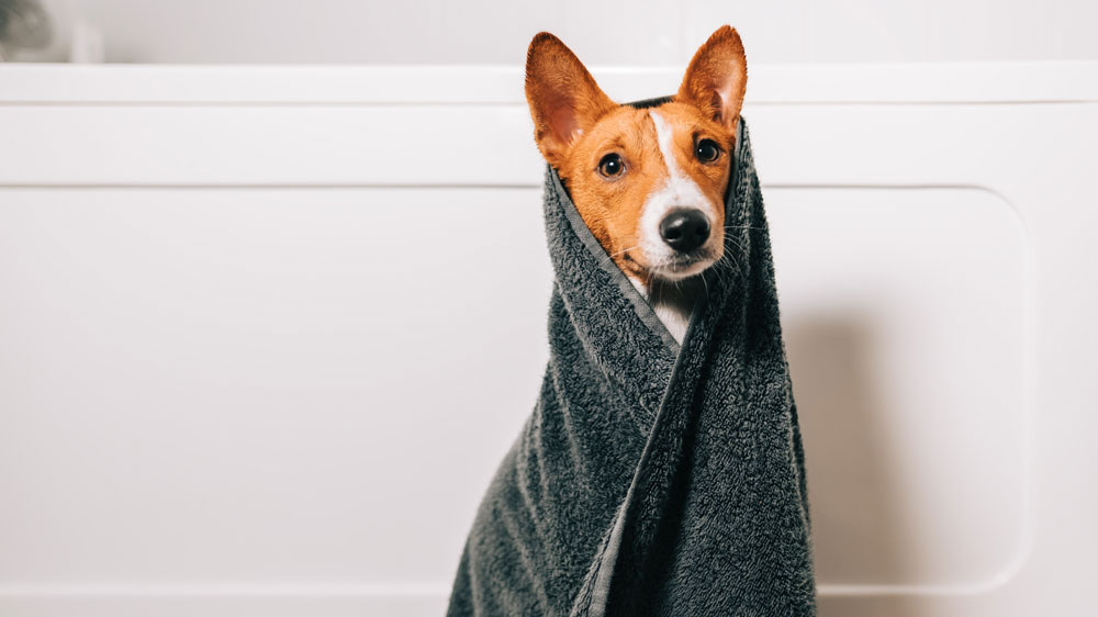 Pes v ručníku po vykoupání_03