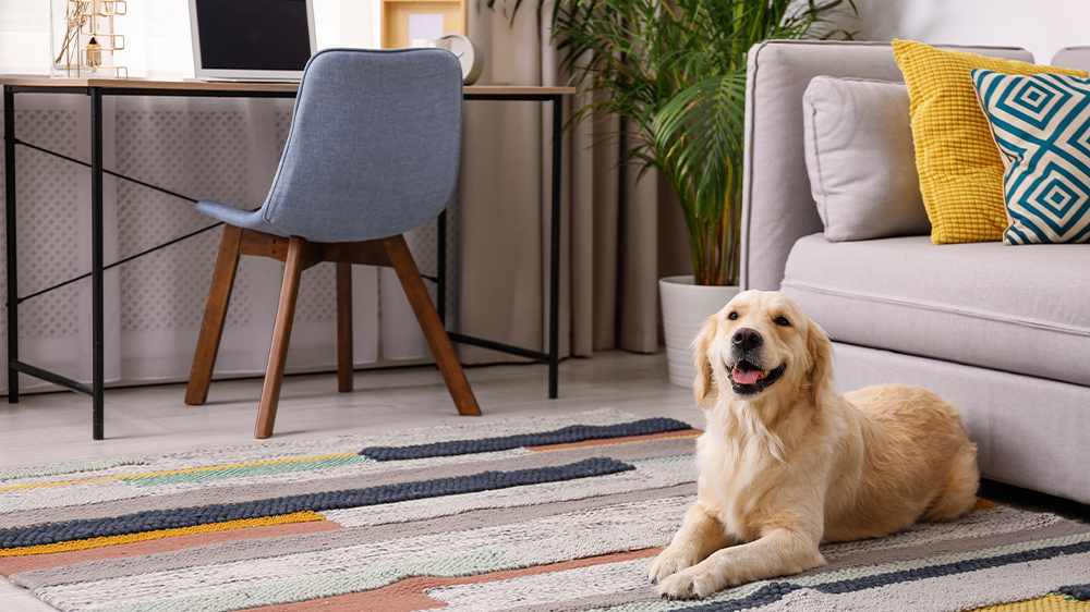 Pes ležící na koberci před pohovkou_02