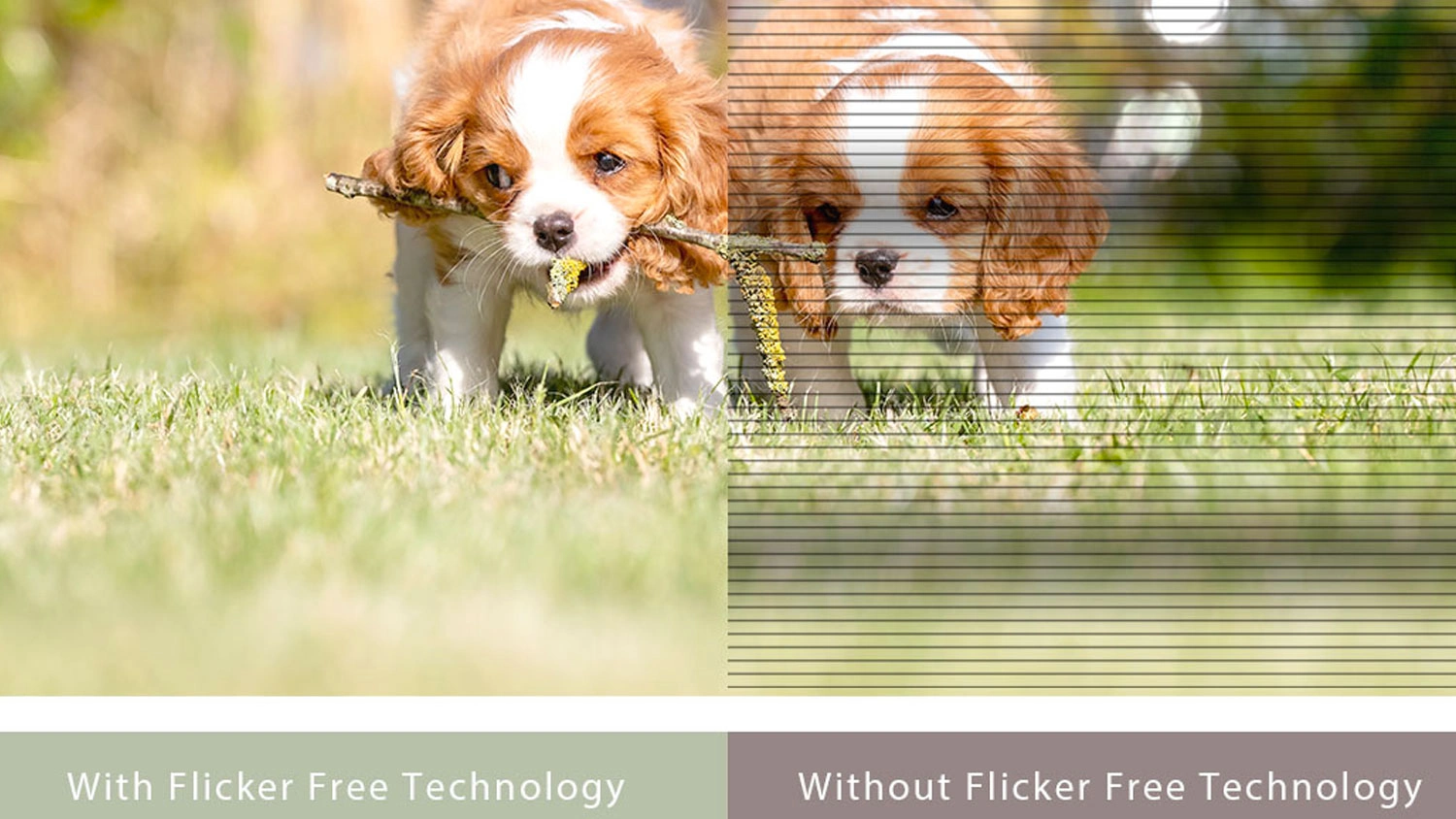Porovn&aacute;n&iacute; obrazu s technologi&iacute; Flicker Free a bez n&iacute;
