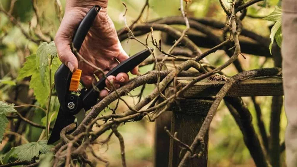 Muž strih&aacute; vetvy z&aacute;hradn&yacute;mi nožnicami Fiskars SingleStep P26