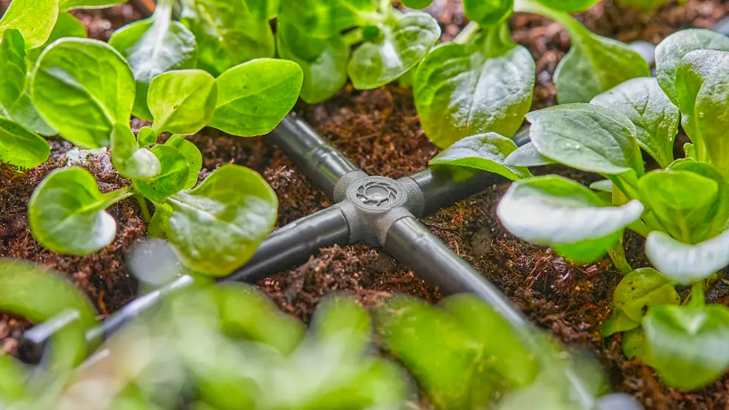 Štvorcestná spojka Gardena 4,6 mm v záhone