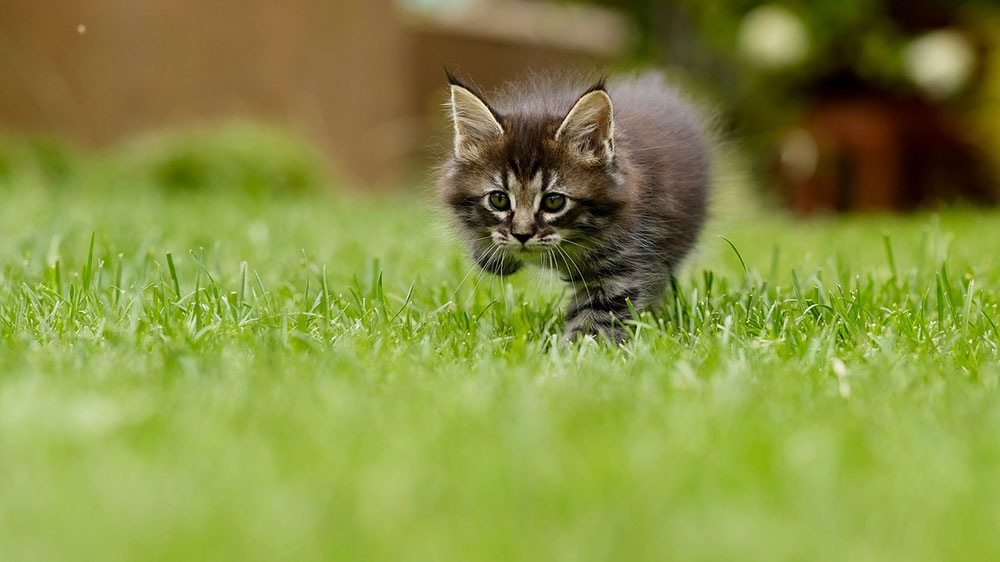 Kotě hrající si na zeleném trávníku