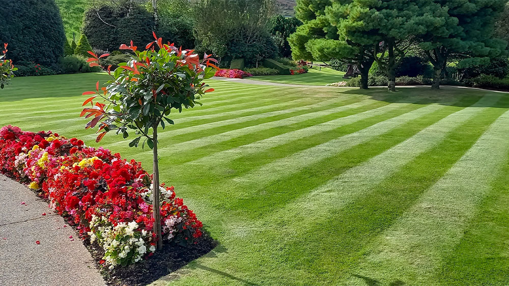 Zastřižený trávník_02