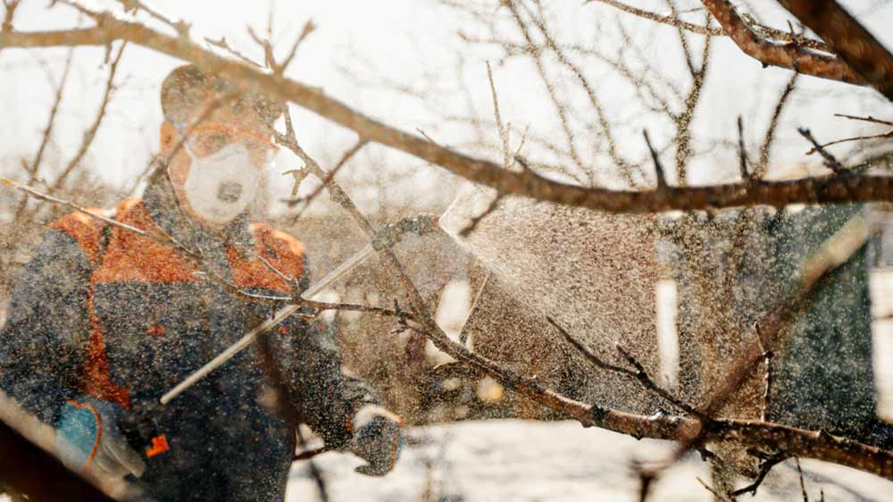 Muž s ručním postřikovačem ošetřuje strom_02