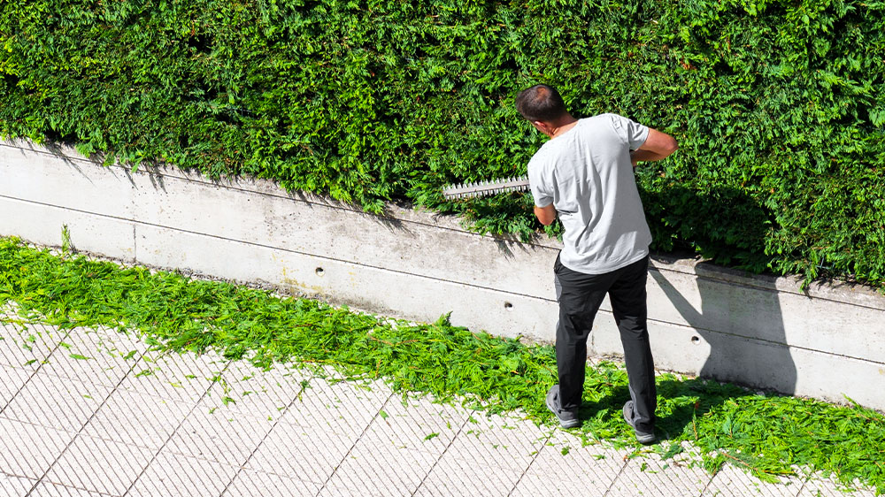 Muž strihá živý plot _02
