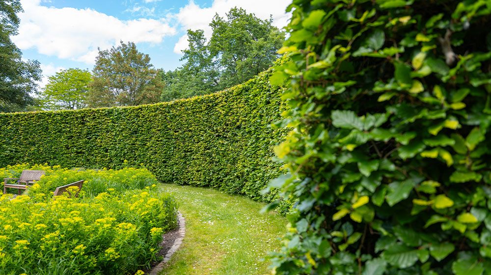 Upravený živý plot _03