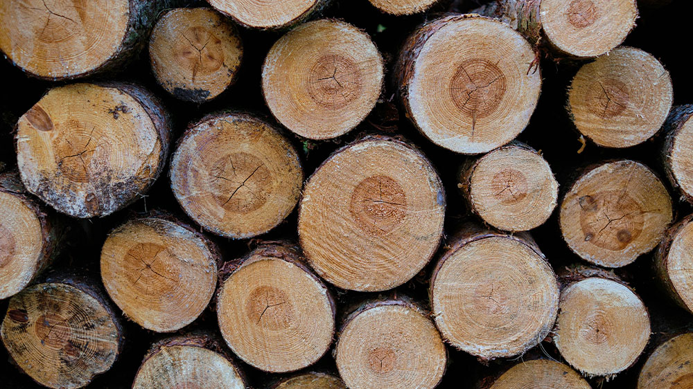 Rezanie kmeňov stromov _02