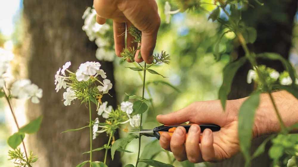 Muž prostřih&aacute;v&aacute; rostliny se zahradn&iacute;mi nůžkami Solid SP130 Fiskars _02
