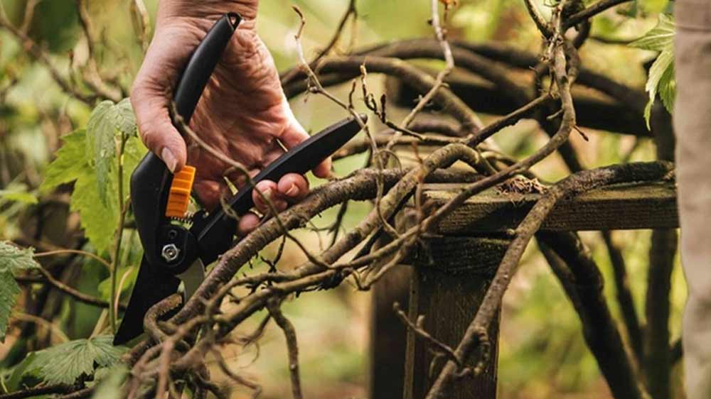 Muž stříhá větve zahradními nůžkami Fiskars SingleStep P26_02