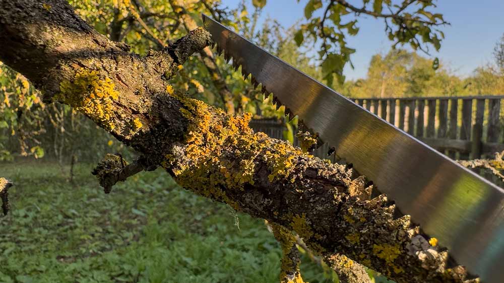 Pilka řezaj&iacute;c&iacute; uschlou větev stromu porostlou mechem_03