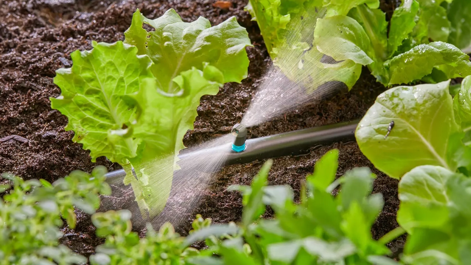 Mikro pruhový zavlažovač GARDENA zavlažuje