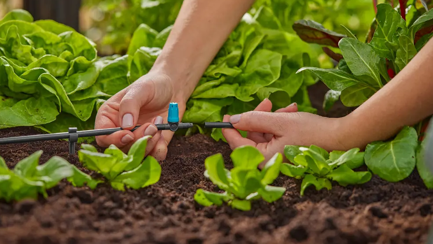 Řadová maloplošná rozprašovací tryska Gardena MDS instalovaná v záhoně se saláty
