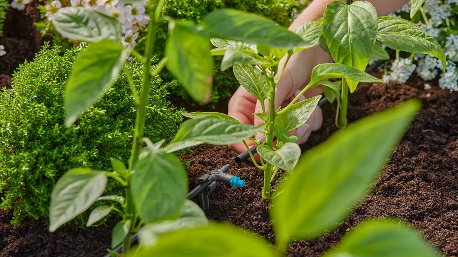Žena upravuje zavlažov&aacute;n&iacute; GARDENA