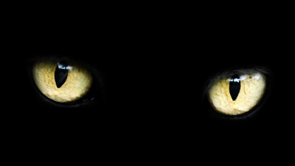 Oči kočky zářivě žluté na černém pozadí