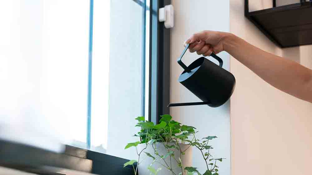 Zalévání květiny u okna se Smart senzorem RETLUX Roland _3
