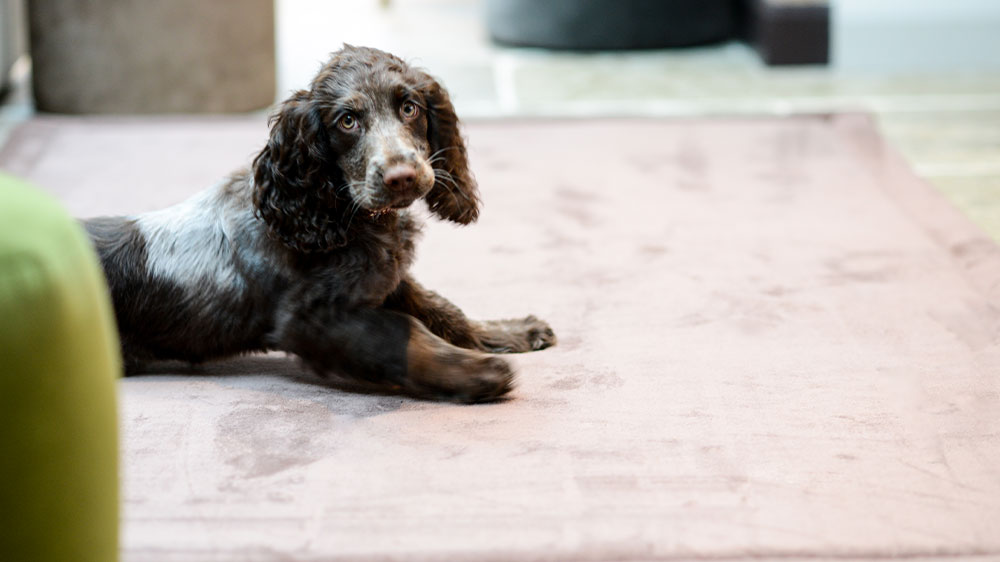 Pes na kávovém koberci MOMOMI 120 × 200 cm_03