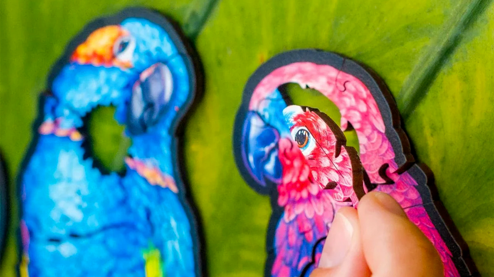 Detail na modrého a růžového rozestavěného papouška dřevěných puzzle Unidragon Playfull Parrots 5v1, ruka držící dílek ve tvaru pírka s vyobrazeným okem růžového papouška_03